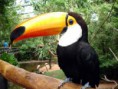 /album/tucano/tucano-7-jpg/
